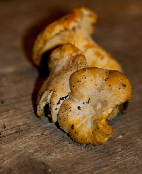 Frittata con funghi galletti